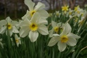 Spring daffodils from Bodnant Gardens North Wales