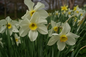 Spring daffodils from Bodnant Gardens North Wales